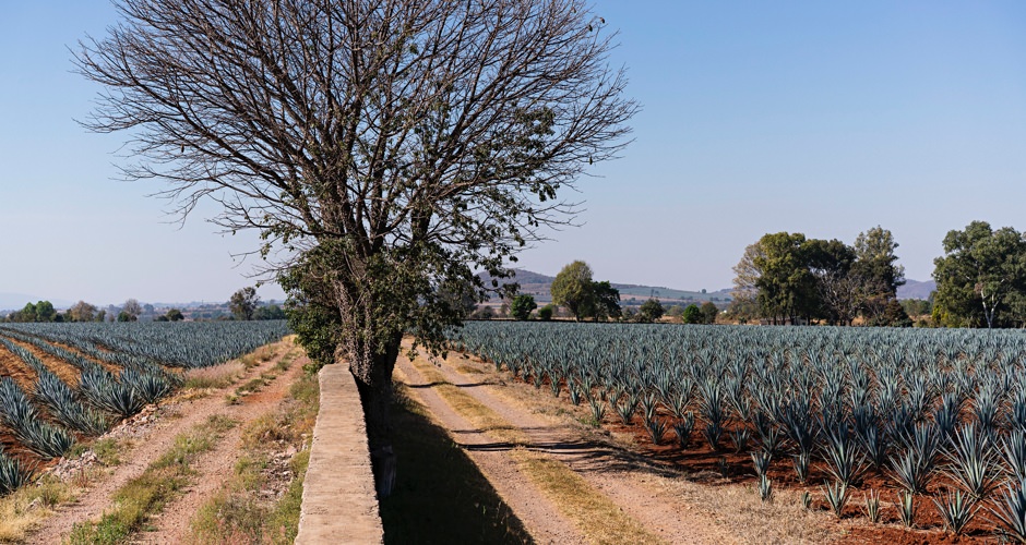 Agave Fields of Jalisco, Mexico
