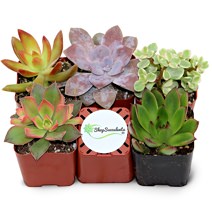 Shop Succulents Five Pack