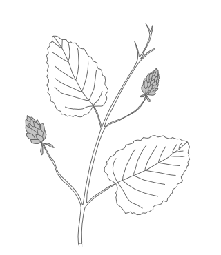 Babchi herb illustration
