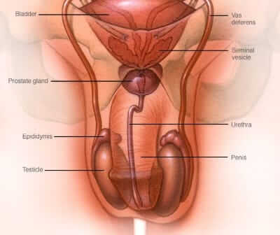Mayo Clinic improving sperm count