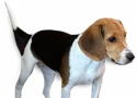 Valet. mascot beagle Emdash