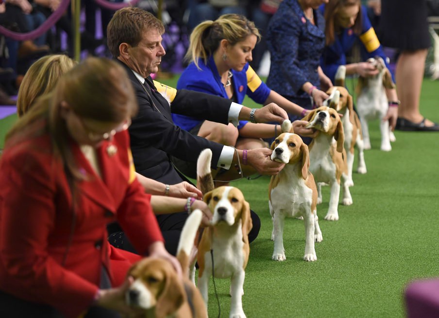 The Westminster Kennel Club Dog Show 2019