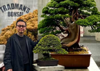 Bringing Bonsai to the Streetwear Generation