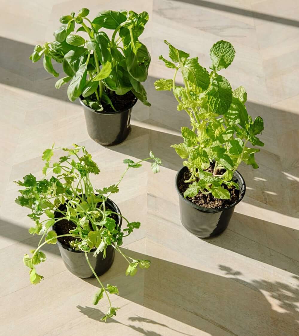 Growning herbs at home
