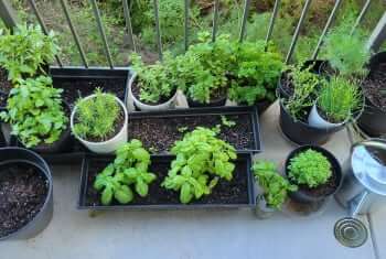 Growning herbs at home