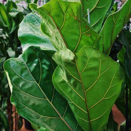 Ficus Lyrata