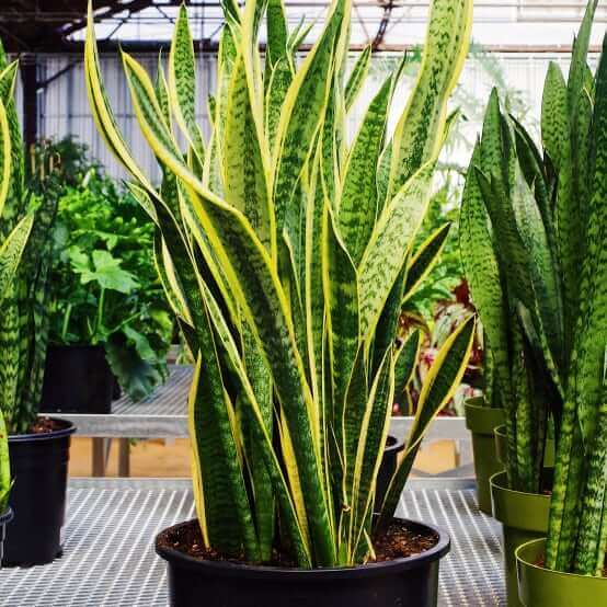 Sansevieria