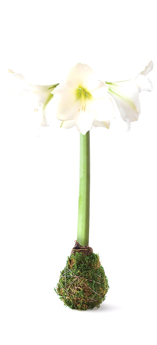 Terrain Moss-Wrapped Amaryllis Bulb