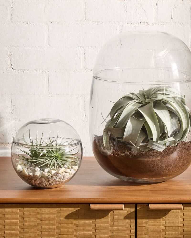 West Elm Cairo terrarium