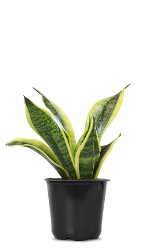 altman plants potted snake plant