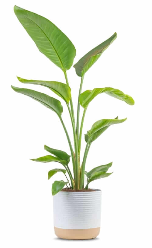 costa farms bird of paradise plant