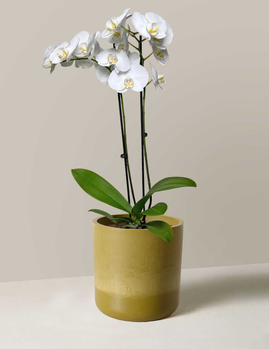 The Sill White orchid