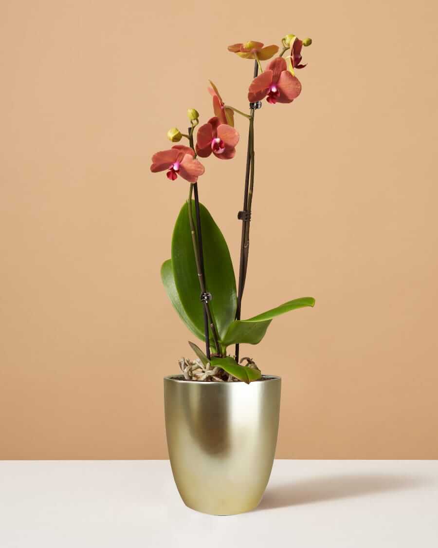 The Sill Sunrise orchid