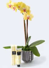 UrbanStems The Nadia