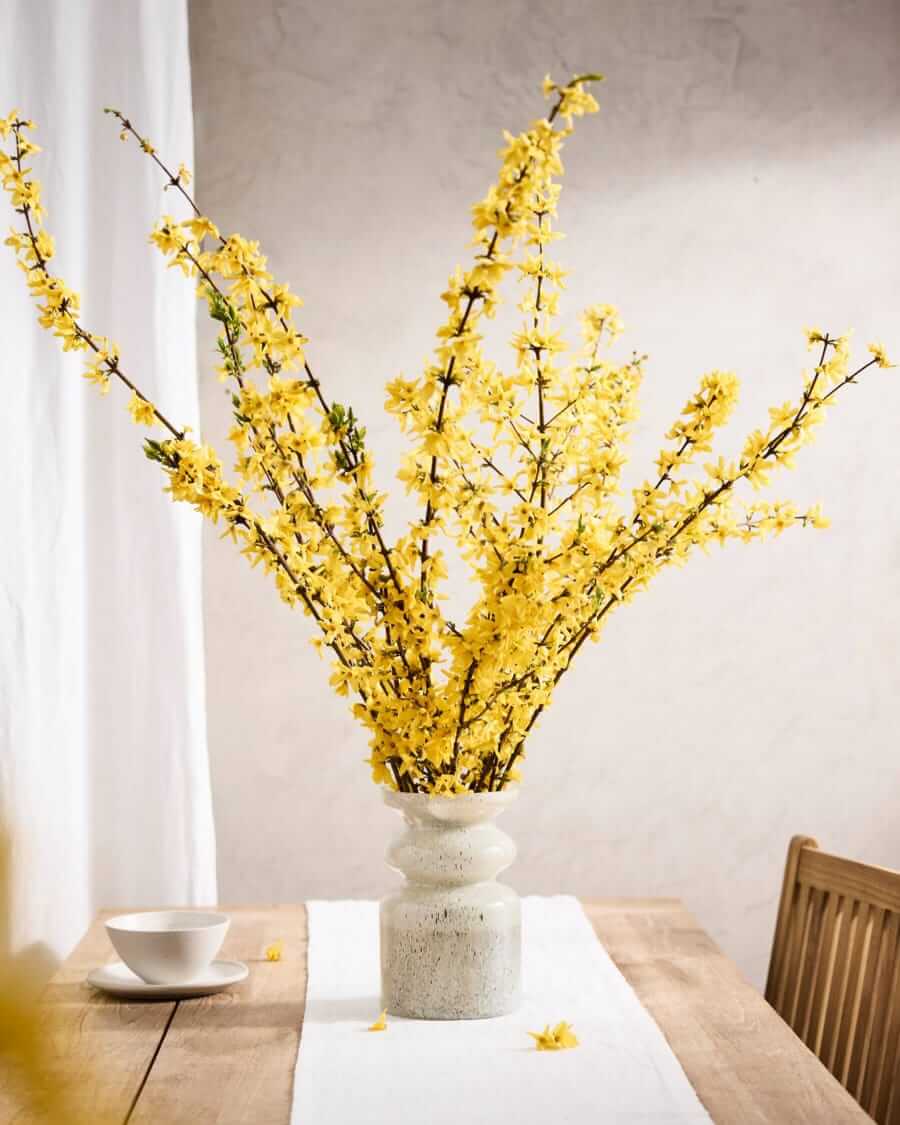 terrain forsythia branches