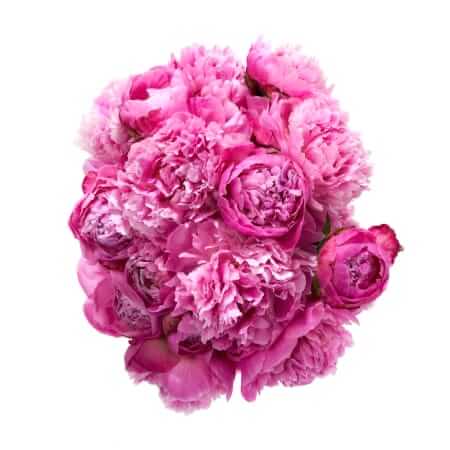 UrbanStems Peony Arrangement