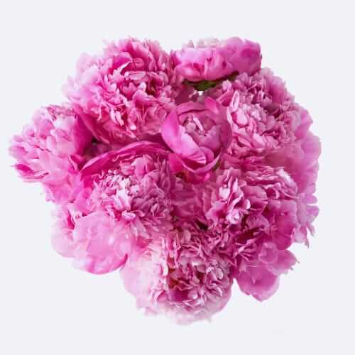 UrbanStems Peony bouquet