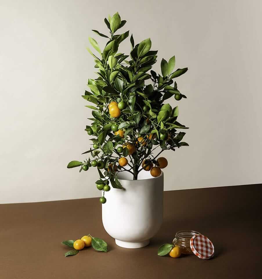 Via Citrus Calamondin Citrus Plant