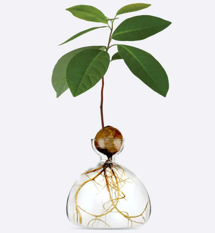 Ilex Studio Avocado Vase