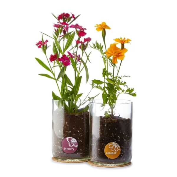 Uncommon Goods Birth flower grow kit