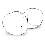 How to Win the Battle Against Swamp Crotch