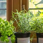 Grow Your Own Herbs