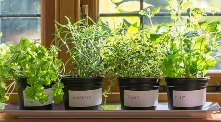 Grow Your Own Herbs | Valet.