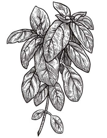 Basil illustration