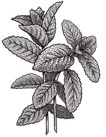 Mint illustration