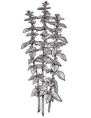 Oregano illustration