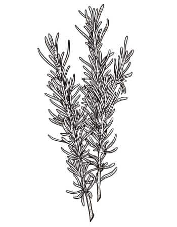 Rosemary illustration