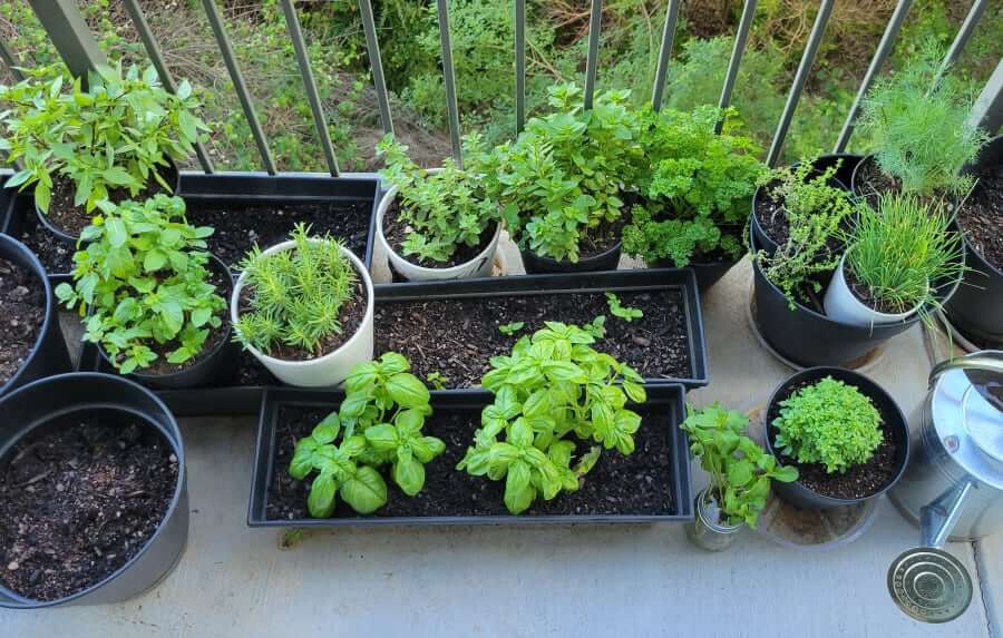 Growing herbs at home