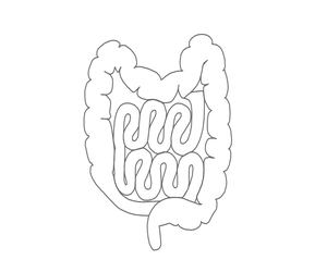 Improve Your Gut Health