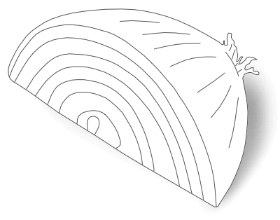 Onion illustration