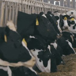 Chewing cows animation