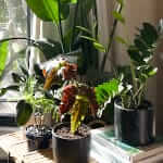 Plants Make You a Better Man