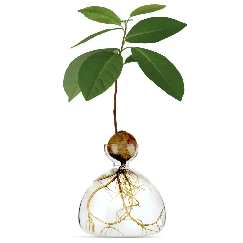 Ilex Studio Avocado vase