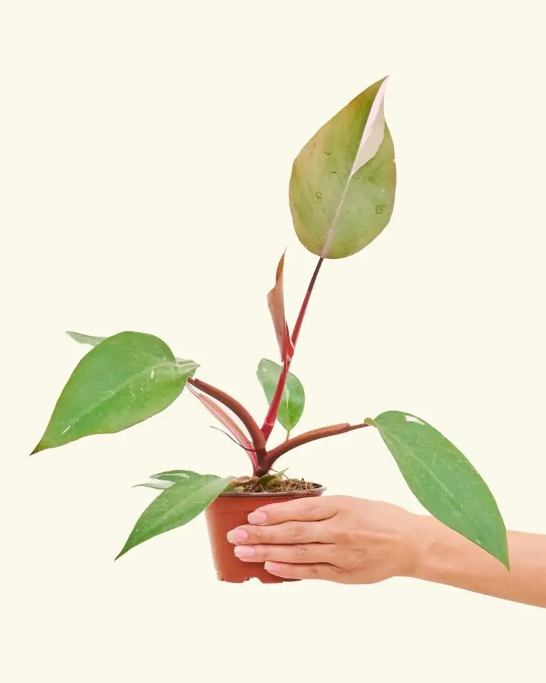 Philodendron plant