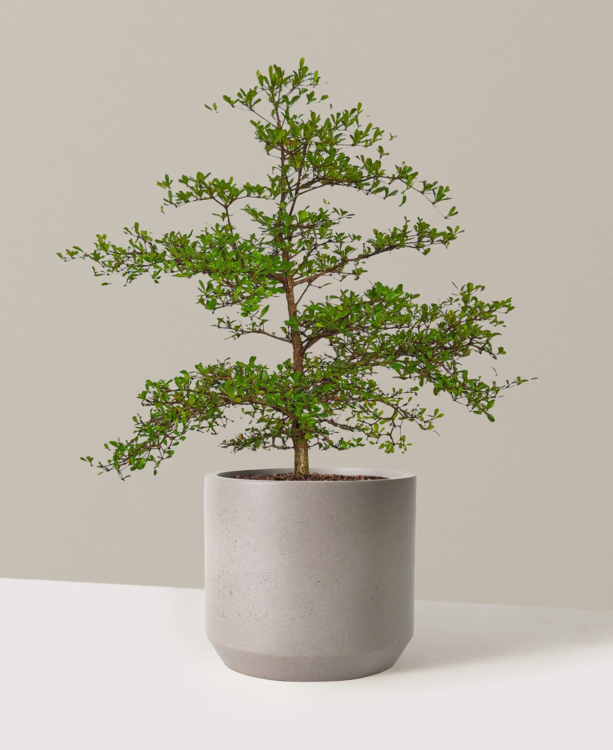 The Sill Black olive tree