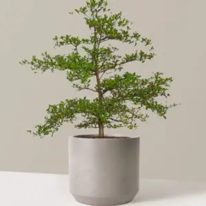 The Sill Black olive tree