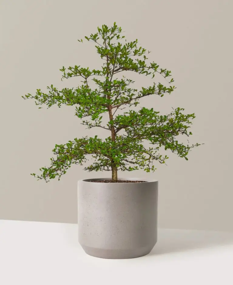 Black olive tree