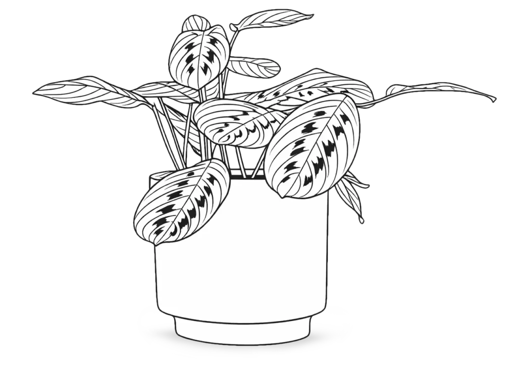 Potted plant illustration