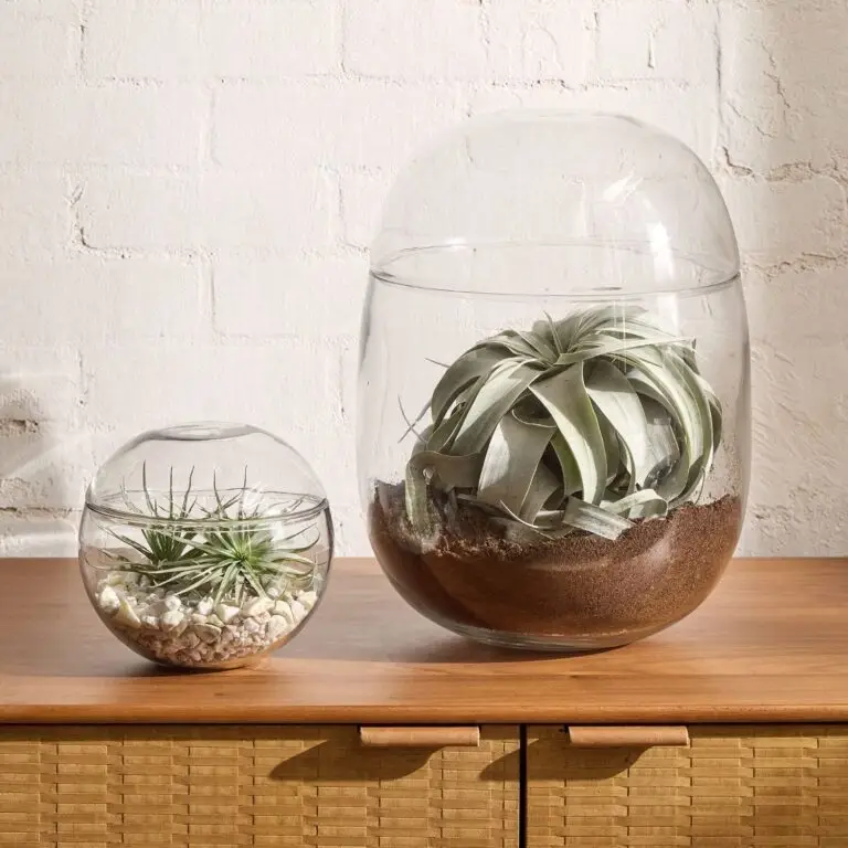 Cairo terrarium