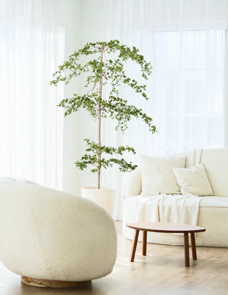 Black olive tree