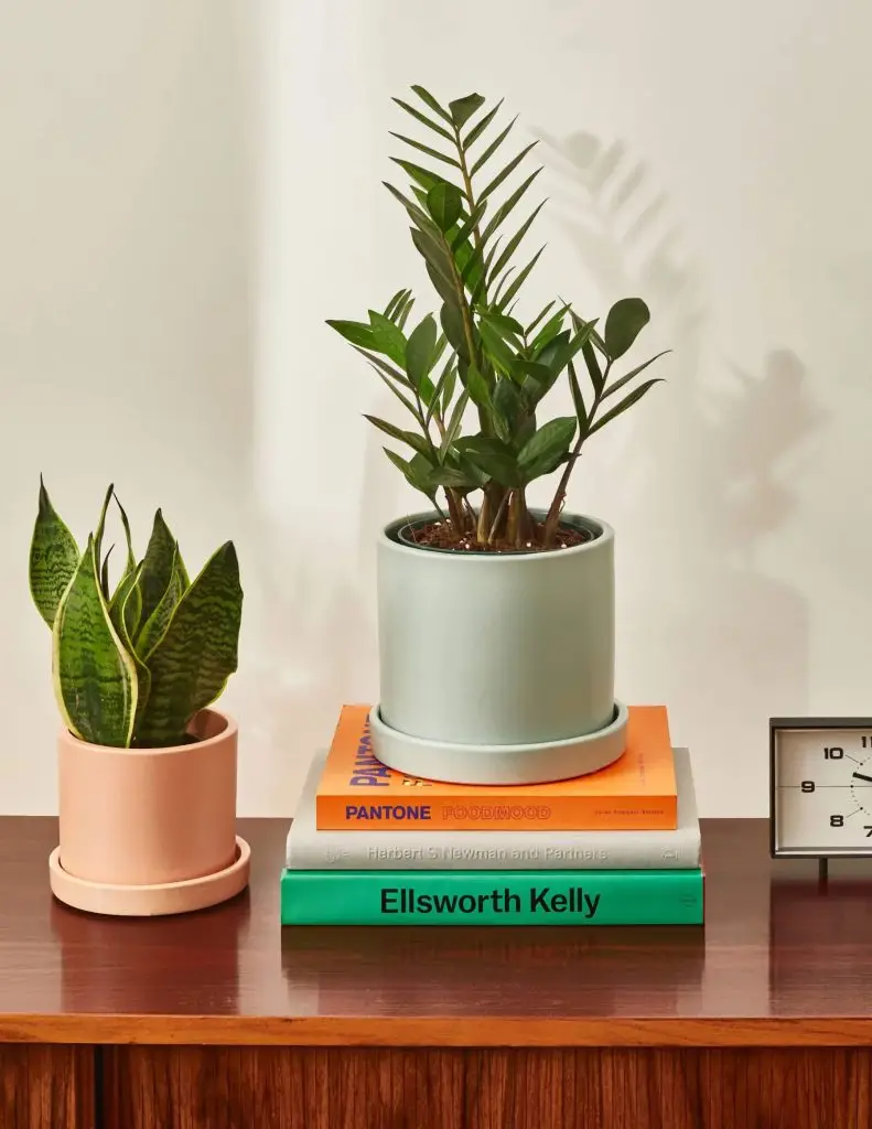 Best low light plants for men