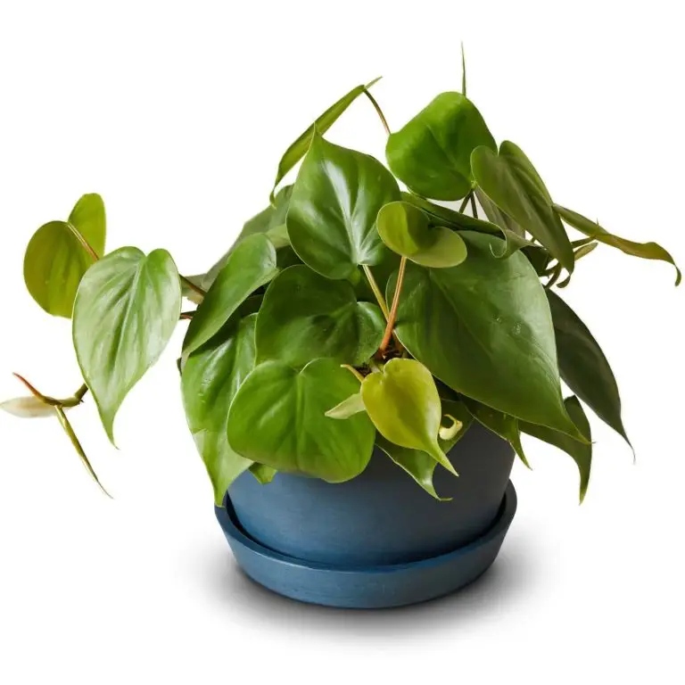 Heartleaf philodendron plant