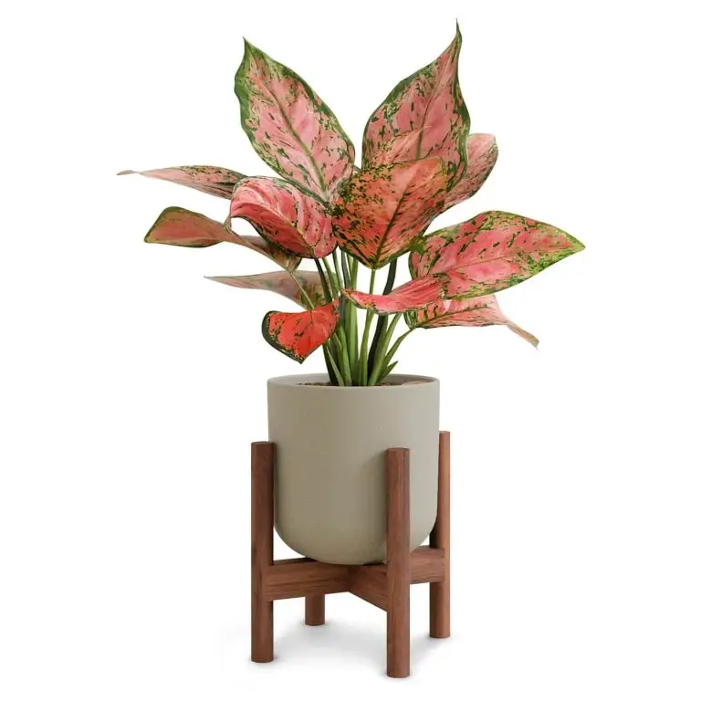 Aglaonema plant with stand