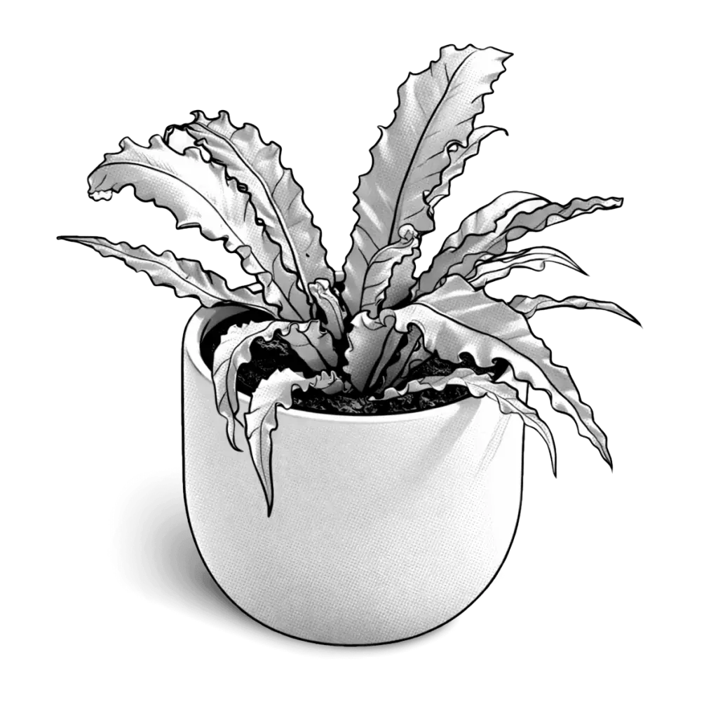 How to care for low light plants illustration