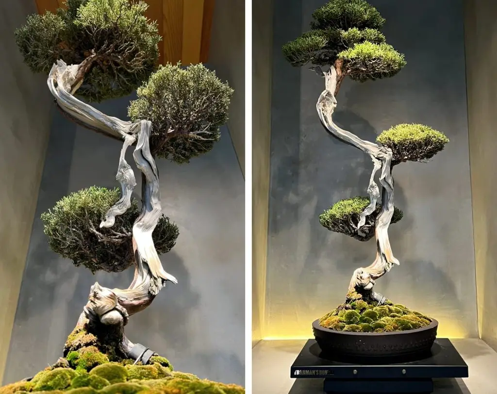 How to view a bonsai