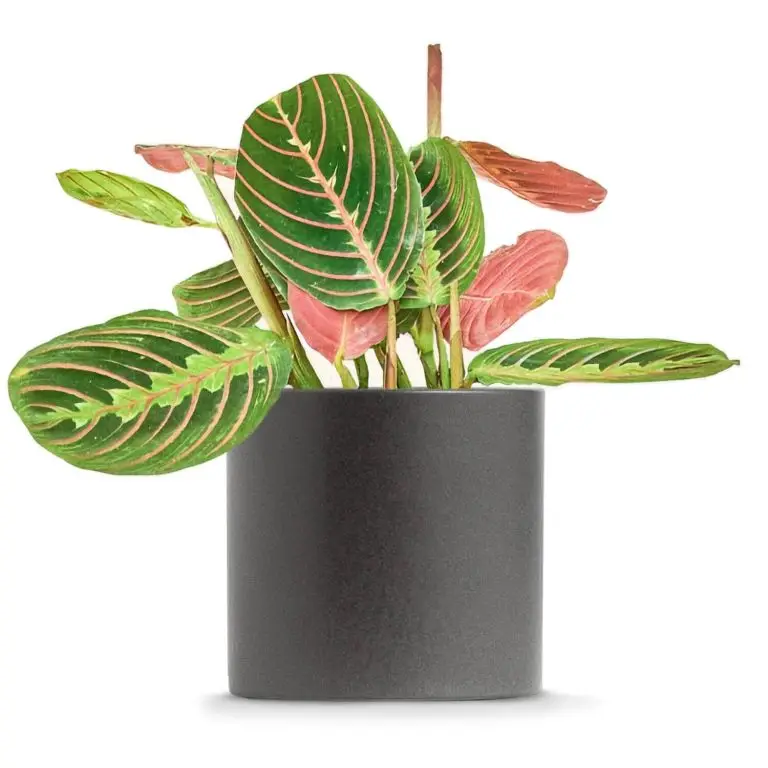 Red prayer plant